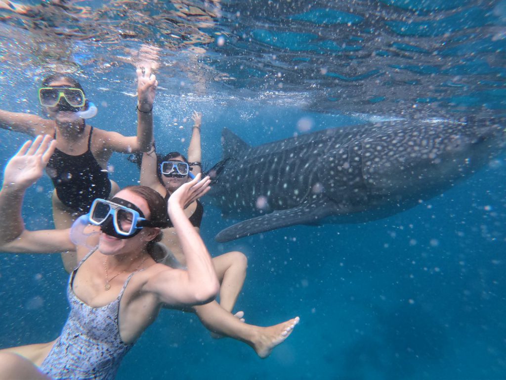Swimming with whale sharks Go With Gabbs